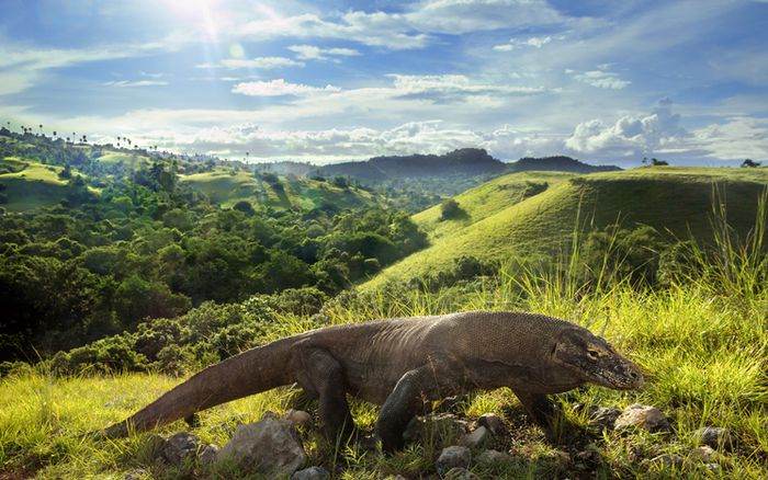 destinasi liburan pulau komodo