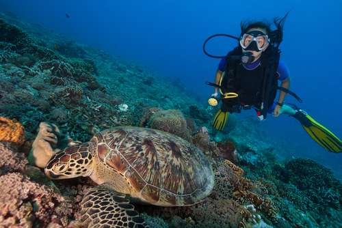 Panduan Snorkeling dan Diving di Gili Trawangan